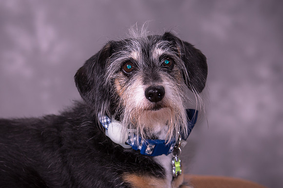 Giese Family Pet Portraits - Sanibel Island, Captiva, Cape Coral, Fort Myers, Naples, SW FL W