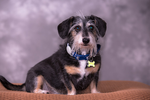 Giese Family Pet Portraits - Sanibel Island, Captiva, Cape Coral, Fort Myers, Naples, SW FL W