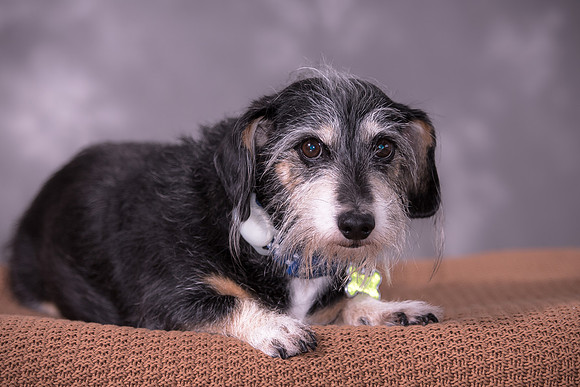 Giese Family Pet Portraits - Sanibel Island, Captiva, Cape Coral, Fort Myers, Naples, SW FL W