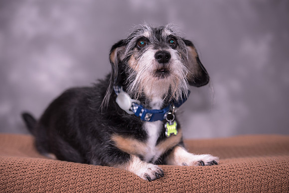 Giese Family Pet Portraits - Sanibel Island, Captiva, Cape Coral, Fort Myers, Naples, SW FL W