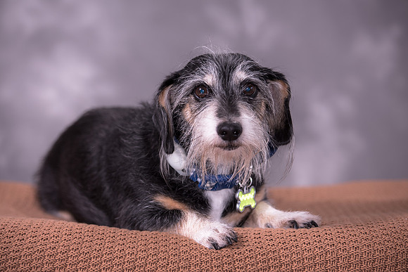 Giese Family Pet Portraits - Sanibel Island, Captiva, Cape Coral, Fort Myers, Naples, SW FL W