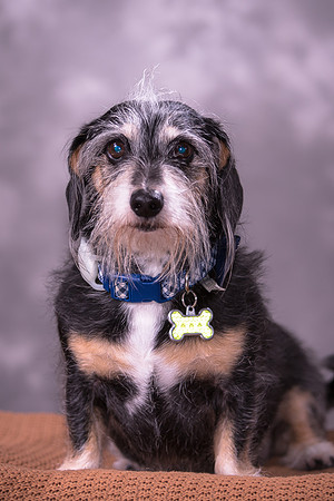 Giese Family Pet Portraits - Sanibel Island, Captiva, Cape Coral, Fort Myers, Naples, SW FL W
