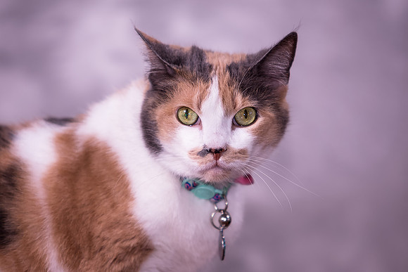 Giese Family Pet Portraits - Sanibel Island, Captiva, Cape Coral, Fort Myers, Naples, SW FL W