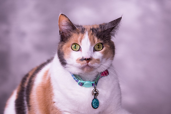 Giese Family Pet Portraits - Sanibel Island, Captiva, Cape Coral, Fort Myers, Naples, SW FL W