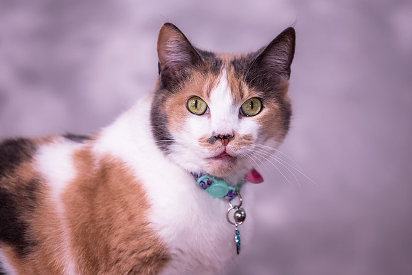 Giese Family Pet Portraits - Sanibel Island, Captiva, Cape Coral, Fort Myers, Naples, SW FL W