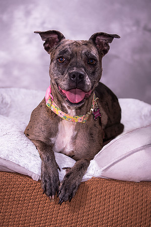 Giese Family Pet Portraits - Sanibel Island, Captiva, Cape Coral, Fort Myers, Naples, SW FL W