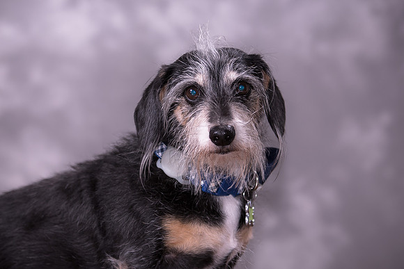 Giese Family Pet Portraits - Sanibel Island, Captiva, Cape Coral, Fort Myers, Naples, SW FL W
