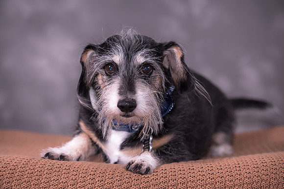 Giese Family Pet Portraits - Sanibel Island, Captiva, Cape Coral, Fort Myers, Naples, SW FL W