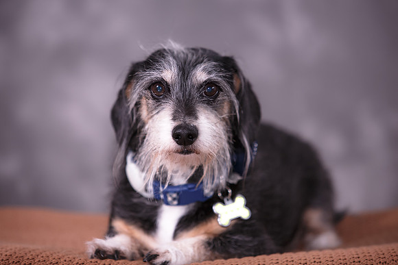 Giese Family Pet Portraits - Sanibel Island, Captiva, Cape Coral, Fort Myers, Naples, SW FL W