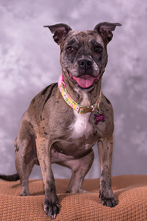 Giese Family Pet Portraits - Sanibel Island, Captiva, Cape Coral, Fort Myers, Naples, SW FL W